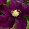 Warsaw Nike Clematis - 1 Gallon Pot -Garden Plants Shop clematis warsaw nike 15