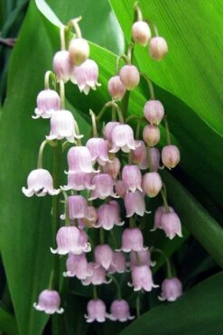 Pink Lily Of The Valley (Convallaria Majalis 'Rosea') - 1 Gallon Pot -Garden Plants Shop convallaria majalis rosea pink lily of the valley 1