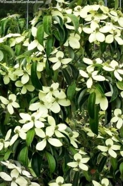 Bernice Evergreen Dogwood Tree (Cornus Angustata) - 2 Gallon Pot -Garden Plants Shop cornus angusta bernice eveergreen dogwood tree 1