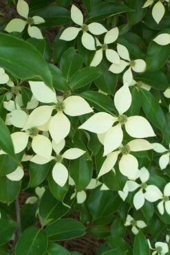 Bernice Evergreen Dogwood Tree (Cornus Angustata) - 2 Gallon Pot -Garden Plants Shop cornus angustata bernice evergreen dogwood tree 2