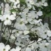 Jean's Appalachian Snow White Dogwood Tree - 3 Gallon Pot 2 Jean's Appalachian Snow White Dogwood Tree - 3 Gallon Pot -Garden Plants Shop cornus florida jeans appalachian snow white dogwood 3