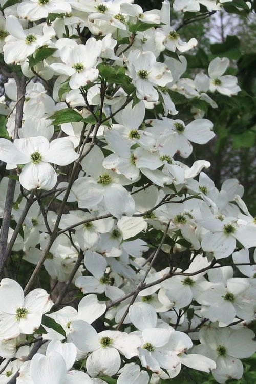 Jean's Appalachian Snow White Dogwood Tree - 3 Gallon Pot 3 Jean's Appalachian Snow White Dogwood Tree - 3 Gallon Pot