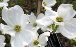Jean's Appalachian Snow White Dogwood Tree - 3 Gallon Pot 15 Jean's Appalachian Snow White Dogwood Tree - 3 Gallon Pot -Garden Plants Shop cornus florida jeans appalachian snow white dogwood 4