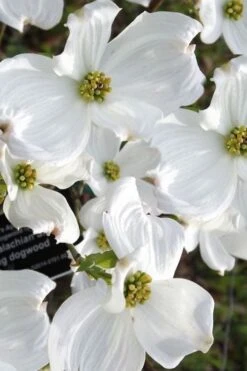 Jean's Appalachian Snow White Dogwood Tree - 3 Gallon Pot 12 Jean's Appalachian Snow White Dogwood Tree - 3 Gallon Pot -Garden Plants Shop cornus florida jeans appalachian snow white dogwood 5