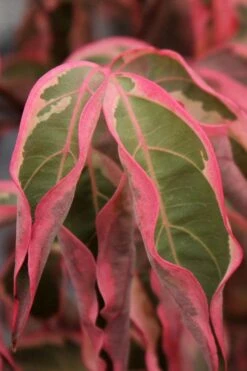 Wolf Eyes Variegated Kousa Dogwood - 5 Gallon Pot 17 Wolf Eyes Variegated Kousa Dogwood - 5 Gallon Pot -Garden Plants Shop cornus kousa wolf eyes dogwood tree 22