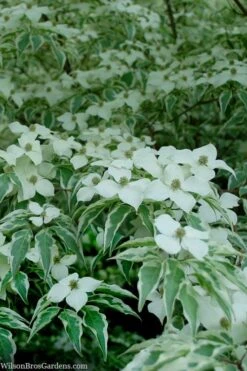 Wolf Eyes Variegated Kousa Dogwood - 5 Gallon Pot 19 Wolf Eyes Variegated Kousa Dogwood - 5 Gallon Pot -Garden Plants Shop cornus kousa wolf eyes dogwood tree 24