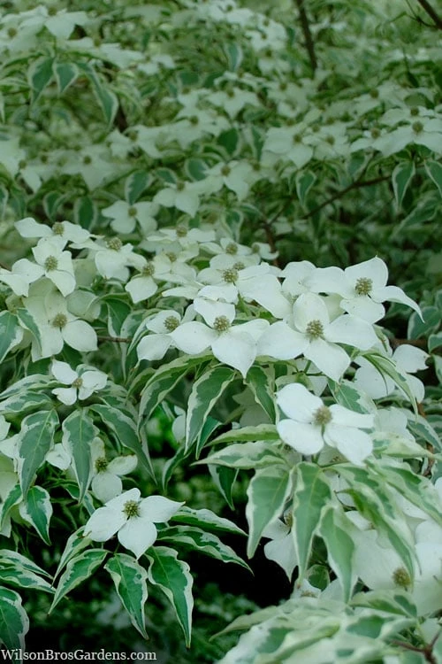Wolf Eyes Variegated Kousa Dogwood - 5 Gallon Pot 11 Wolf Eyes Variegated Kousa Dogwood - 5 Gallon Pot - Image 9