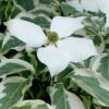 Wolf Eyes Variegated Kousa Dogwood - 5 Gallon Pot 2 Wolf Eyes Variegated Kousa Dogwood - 5 Gallon Pot -Garden Plants Shop cornus kousa wolf eyes dogwood tree 25