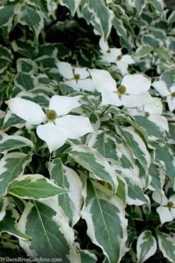 Wolf Eyes Variegated Kousa Dogwood - 5 Gallon Pot 15 Wolf Eyes Variegated Kousa Dogwood - 5 Gallon Pot -Garden Plants Shop cornus kousa wolf eyes dogwood tree 26
