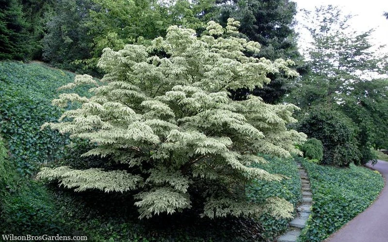 Wolf Eyes Variegated Kousa Dogwood - 5 Gallon Pot 6 Wolf Eyes Variegated Kousa Dogwood - 5 Gallon Pot - Image 4