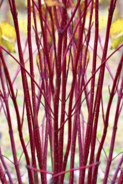 Red Osier Red Twig Dogwood (Cornus Sericea) - 3 Pack Of 1.5 Quart Pots -Garden Plants Shop cornus sericera red osier dogwood 1 1