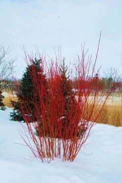 Red Osier Red Twig Dogwood (Cornus Sericea) - 3 Pack Of 1.5 Quart Pots -Garden Plants Shop cornus sericera red osier dogwood 4 1