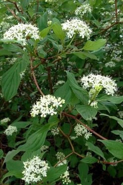 Red Osier Red Twig Dogwood (Cornus Sericea) - 3 Pack Of 1.5 Quart Pots -Garden Plants Shop cornus sericera red osier dogwood 5 1