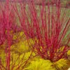 Red Osier Red Twig Dogwood (Cornus Sericea) - 3 Pack Of 1.5 Quart Pots