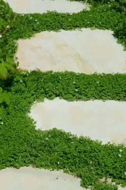 Corsican Mint (Mentha Requienii) - 5 Pack Of Pint Pots -Garden Plants Shop corsican mint 103