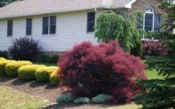 Velveteeny Purple Smoke Bush (Cotinus Coggygria) - 3 Gallon Pot -Garden Plants Shop cotinus coggygria velveteeny dwarf purple smoke bush 1