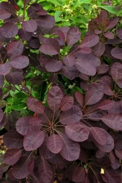 Velveteeny Purple Smoke Bush (Cotinus Coggygria) - 3 Gallon Pot -Garden Plants Shop cotinus coggygria velveteeny dwarf purple smoke bush 3