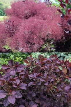 Velveteeny Purple Smoke Bush (Cotinus Coggygria) - 3 Gallon Pot -Garden Plants Shop cotinus coggygria velveteeny dwarf purple smoke bush 7