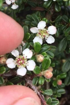 Streib's Findling Cotoneaster - 1 Gallon Pot -Garden Plants Shop cotoneaster dammeri streibs findling 3