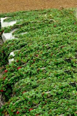 Streib's Findling Cotoneaster - 1 Gallon Pot -Garden Plants Shop cotoneaster dammeri streibs findling 5