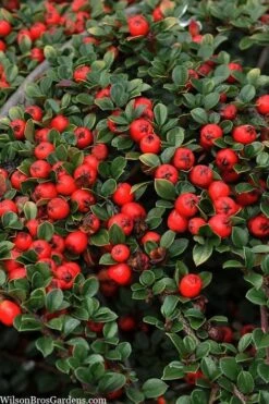 Streib's Findling Cotoneaster - 1 Gallon Pot -Garden Plants Shop cotoneaster dammeri streibs findling 8