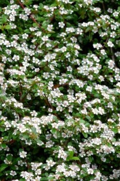 Streib's Findling Cotoneaster - 1 Gallon Pot -Garden Plants Shop cotoneaster dammeri streibs findling 9