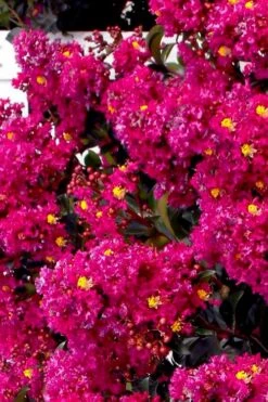 Berry Dazzle Dwarf Crape Myrtle (Single-Trunk Topiary) - 7 Gallon Pot -Garden Plants Shop crape myrtle berry dazzle tree form topiary standard 2