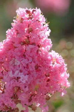 Sioux Pink Crape Myrtle Tree (Single Trunk) - 5 Gallon Pot -Garden Plants Shop crape myrtle sioux pink 52