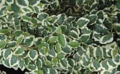 Variegated Creeping Fig (Ficus Pumila 'Variegata') - 10 Pack Of 4" Pint Pots -Garden Plants Shop creeping fig ficus pumila variegata 50