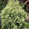 Sekken Sugi Golden Cryptomeria (Japanese Cedar) - 5 Gallon Pot -Garden Plants Shop cryptomeria japonica sekkan sugi golden japanese cedar 11