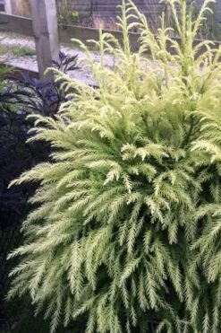 Sekken Sugi Golden Cryptomeria (Japanese Cedar) - 5 Gallon Pot -Garden Plants Shop cryptomeria japonica sekkan sugi japanese cedar 2