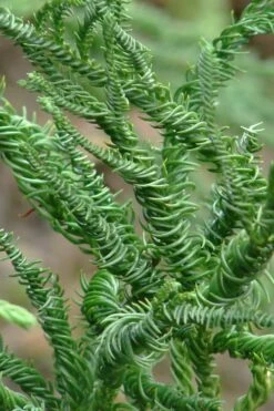 Featured Products 5 Spiralis Cryptomeria (Japanese Cedar) -2 Gallon Pot