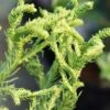 Spiraliter Falcata' Cryptomeria (Japanese Cedar) - 1 Gallon Pot -Garden Plants Shop cryptomeria japonica spiraliter falcata 1