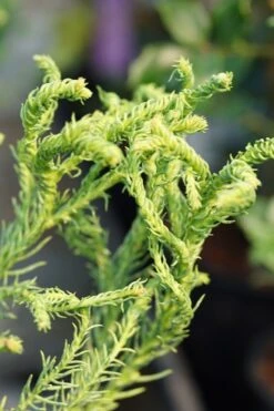 Featured Products 21 Spiraliter Falcata' Cryptomeria (Japanese Cedar) - 1 Gallon Pot