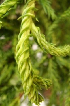 Spiraliter Falcata' Cryptomeria (Japanese Cedar) - 1 Gallon Pot -Garden Plants Shop cryptomeria japonica spiraliter falcata 2