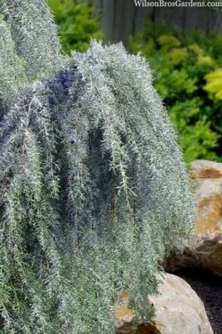 Raywood Weeping Arizona Cypress - 6 Gallon Pot -Garden Plants Shop cupressus arizonica raymonds weeping arizona cypress 3