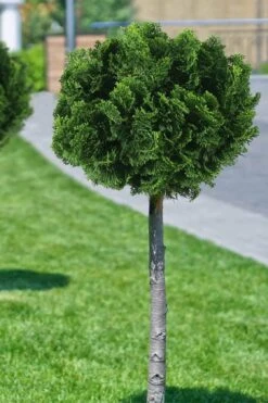 Dwarf Hinoki Cypress Tree (Single Trunk Topiary) - 7 Gallon Pot -Garden Plants Shop cypress dwarf hinoki stand topiary tree form 1