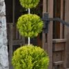 Goldcrest Monterey Lemon Cypress - 3-Ball Poodle Tier Topiary - 5 Gallon Pot -Garden Plants Shop cypress goldcrest monterey poodle tier 1 2