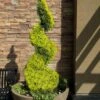 Goldcrest Monterey Lemon Cypress Spiral Topiary - 2 Gallon Pot -Garden Plants Shop cypress goldcrest monterey spiral topiary 11