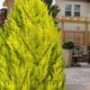 Goldcrest Monterey Lemon Cypress - 1 Gallon Pot 1 Goldcrest Monterey Lemon Cypress - 1 Gallon Pot -Garden Plants Shop cypress monterey goldcrest lemon 13 1