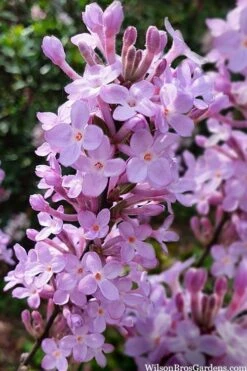 Lilac Daphne (Daphne Genkwa) - 2 Gallon Pot -Garden Plants Shop daphne genkwa lilac daphne 10