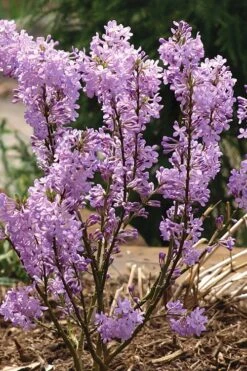 Lilac Daphne (Daphne Genkwa) - 2 Gallon Pot -Garden Plants Shop daphne genkwa lilac daphne 5