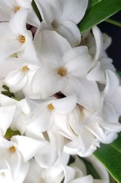 White Perfume Princess Winter Daphne - 3 Gallon Pot -Garden Plants Shop daphne white perfume princess 3