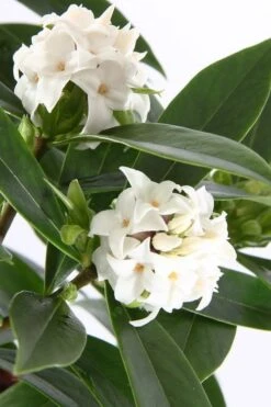 White Perfume Princess Winter Daphne - 3 Gallon Pot -Garden Plants Shop daphne white perfume princess 4