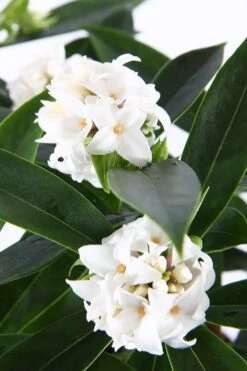 White Perfume Princess Winter Daphne - 3 Gallon Pot -Garden Plants Shop daphne white perfume princess 6