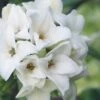 White Perfume Princess Winter Daphne - 3 Gallon Pot -Garden Plants Shop daphne white perfume princess 9