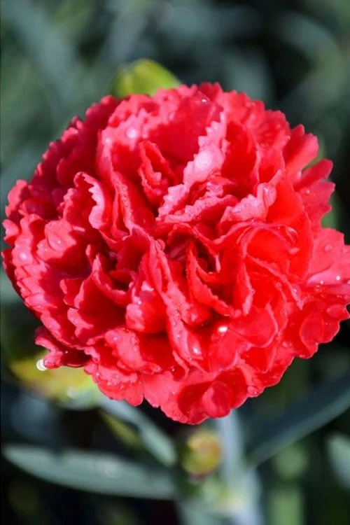 Early Bird Chili Dianthus (Carnations) 1 Gallon Pot 6 Early Bird Chili Dianthus (Carnations) 1 Gallon Pot - Image 4