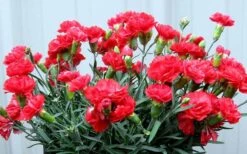 Early Bird Chili Dianthus (Carnations) 1 Gallon Pot 11 Early Bird Chili Dianthus (Carnations) 1 Gallon Pot -Garden Plants Shop dianthus early bird chili 2