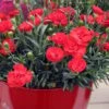 Early Bird Chili Dianthus (Carnations) 1 Gallon Pot -Garden Plants Shop dianthus early bird chili 4