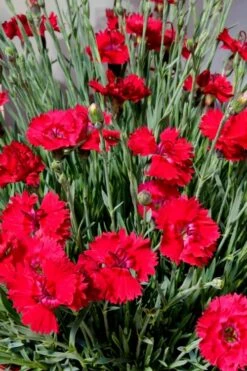 Fire Star Dianthus (Carnation) - 1 Gallon Pot -Garden Plants Shop dianthus fire star 2